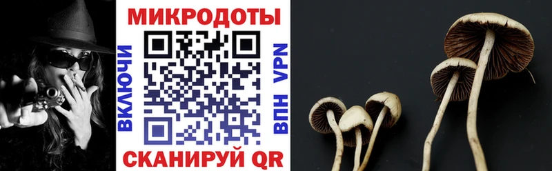 где можно купить наркотик  Николаевск  kraken рабочий сайт  Галлюциногенные грибы Psilocybe 